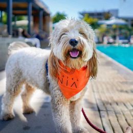 Paw-some Offers from Dog-friendly Hotels for National Dog Month in August